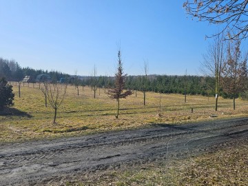 Przedwiośnie przy siedzibie Oddziału Sulejowskiego i Spalskiego Parku Krajobrazowego, 